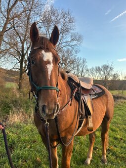 Valach QH x Chladas - 2