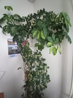 Šeflera - pokojová rostlina - 2