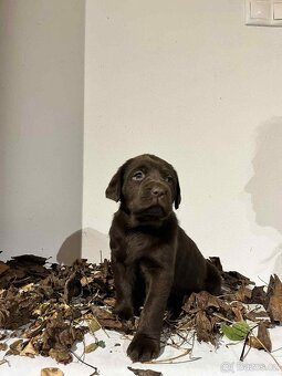Labradorský retrívr - 2