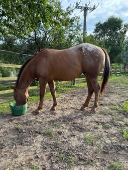 Hřebec qh/appalosa - 2