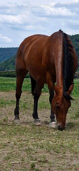 Quarter Horse kobylka vhodná do chovu aj na jazdenie - 2