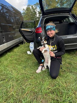 Jack Russell teriér - 2