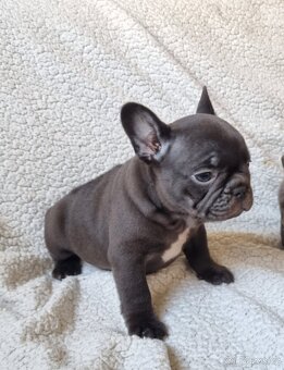 Francouzsky buldoček - 2