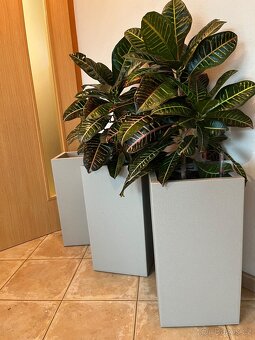 Dva vzrostlé krotony v samozavlažovacích květináčích Lechuza - 2