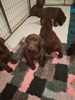 Čokoládový labrador s PP - 2
