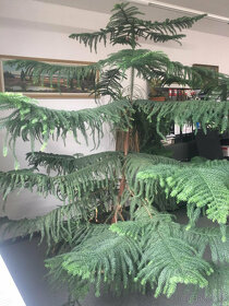 ARAUCARIA HETEROPHYLLA - 2