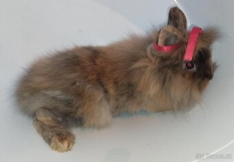 Zakrslý králíček bez PP samička Christie - 2