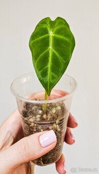 Alocasia frydek - 2