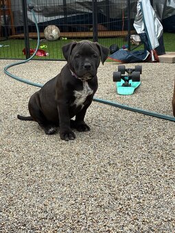 American bully XL - 2