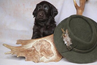 Flat coated retriever - 2
