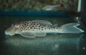 Ancistomus snethlageae L141 Krunýřovec - 2