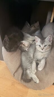 🐾 Prodám britská koťátka 🐾 - 2