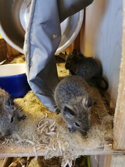 Osmak degu - 2
