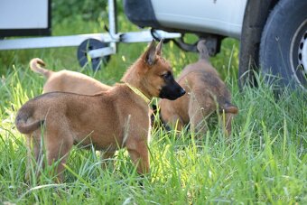 Belgický ovčák Malinois s PP - 2