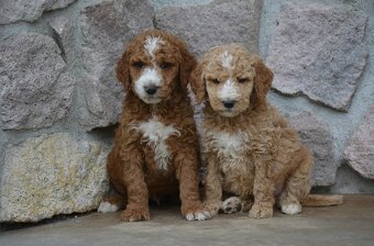 Goldendoodle F1b - 2