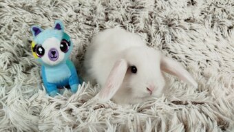 Zakrslý beránek, králíček, králík - TIMIÁN - 2