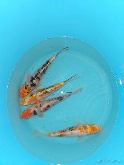 Koi 5-35cm - 2