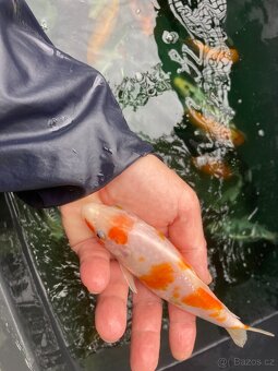 KOI kapr - 2