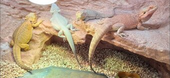 Terarium pro agamu 160x60x60 - 2