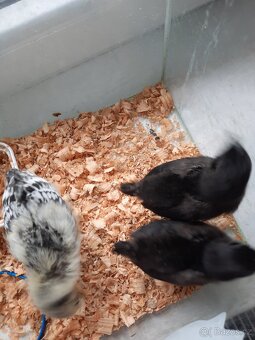 Kuřata Ayam Camam - 2