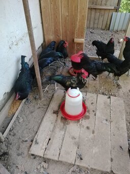 Prodám mladé vykrmené kohouty. - 2