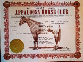 Klisna Appaloosa Horse - 2