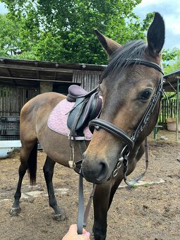 Klisna moravský teplokrevník - 2