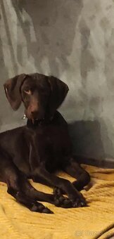 Německý ohař, fenka s PP - 2