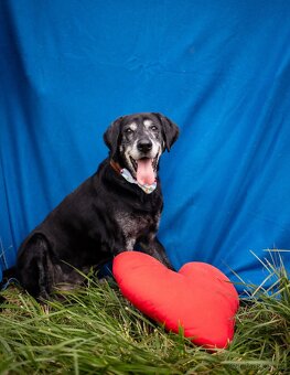 SID - 32 kg, kastrovaný psík 12 let - 2