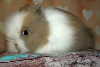 Zakrslý králíček Teddy s VP/samička YANNA_ doprava po ČR - 2