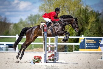 Charakterní kobyla do sportu - 2