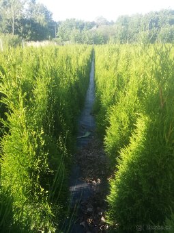 Tuje thuje SMARAGD - 2