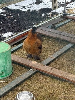 Kohoutek Hedvábničky - 2