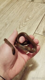 Užovka domácí - 2