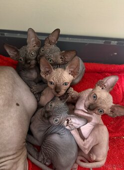 Kanadský sphynx- zrušena rezervace - 2