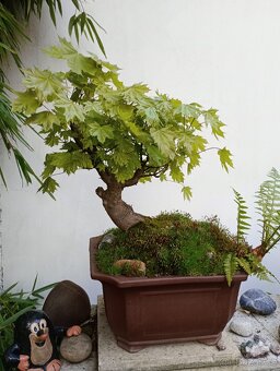 Javor mléč (Acer platanoides) bonsai - 2
