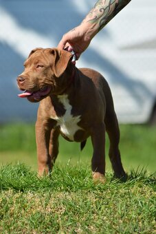 Fenka American Bully XL - 2
