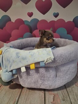 Chihuahua -lila pes - 2