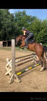 Prodám úžasného valacha Český sportovní pony, - 2