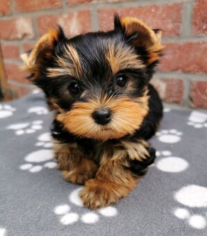 Štěňata jorkšírský teriér (yorkshire terrier) - 2