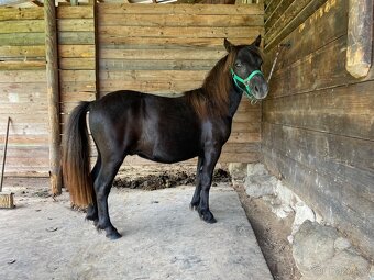 Roční Shetland pony hřebec s PP - 2