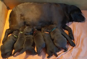 Labradorský retriever s PP - čokoládový pejsek - 2