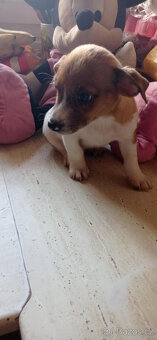 prodam stene krizence jack russell - 2