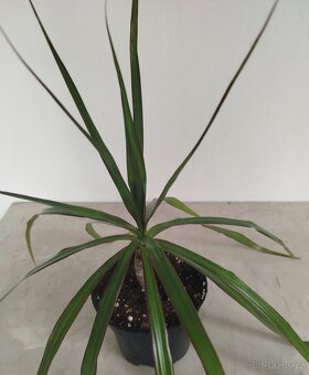 Pokojová květina DRACENA - 2