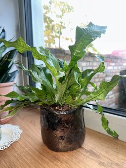 Microsorum musifolium Krokodýlí kapradina - 2