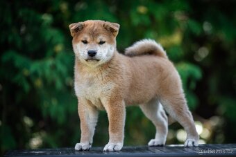 Štěňě Shiba s PP ČMKU/FCI - 2
