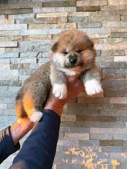 Akita Inu s PP - rodokmen FCI a AKIHO - 2