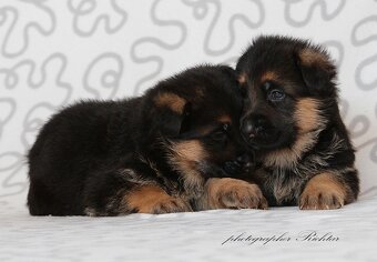 Štěně německý ovčák - 2