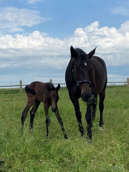 Charakterní spolehlivá kobyla k rekreačnímu využití - 2