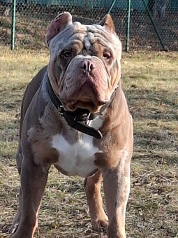 American bully pocket exotic-krytí - 2